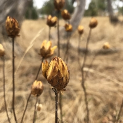 Xerochrysum viscosum (Sticky Everlasting) at Watson, ACT - 1 Feb 2017 by AaronClausen