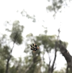 Austracantha minax (Christmas Spider, Jewel Spider) at Mount Majura - 31 Jan 2017 by AaronClausen