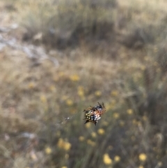 Austracantha minax at Watson, ACT - 1 Feb 2017 10:20 AM