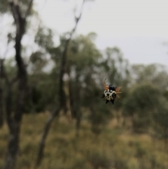 Austracantha minax at Watson, ACT - 1 Feb 2017