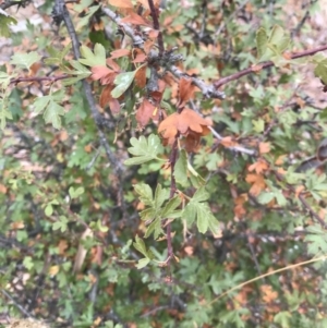 Crataegus monogyna at Majura, ACT - 1 Feb 2017