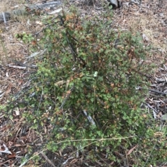 Crataegus monogyna at Majura, ACT - 1 Feb 2017 10:33 AM