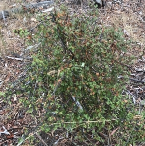 Crataegus monogyna at Majura, ACT - 1 Feb 2017