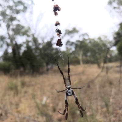 Trichonephila edulis (Golden orb weaver) at Majura, ACT - 1 Feb 2017 by AaronClausen