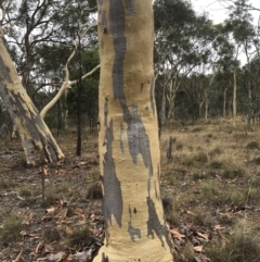Eucalyptus mannifera (Brittle Gum) at Majura, ACT - 31 Jan 2017 by AaronClausen