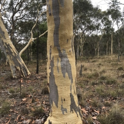 Eucalyptus mannifera (Brittle Gum) at Mount Majura - 1 Feb 2017 by AaronClausen