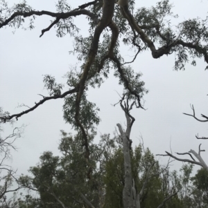 Eucalyptus mannifera at Mount Majura - 1 Feb 2017