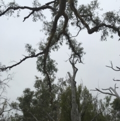 Eucalyptus mannifera at Majura, ACT - 1 Feb 2017