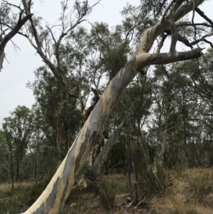 Eucalyptus mannifera at Mount Majura - 1 Feb 2017 10:39 AM