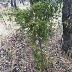 Crataegus monogyna at Majura, ACT - 1 Feb 2017 10:48 AM