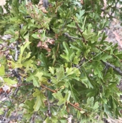 Crataegus monogyna at Majura, ACT - 1 Feb 2017 10:48 AM