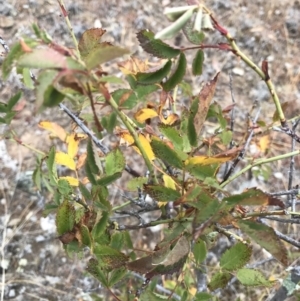 Rosa sp. at Majura, ACT - 1 Feb 2017 10:49 AM