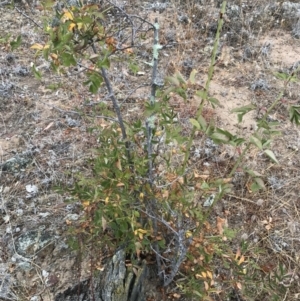 Rosa sp. at Majura, ACT - 1 Feb 2017