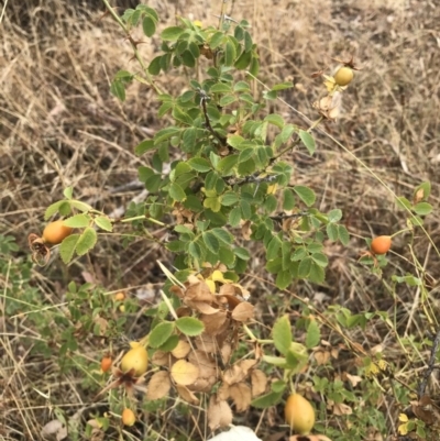 Rosa sp. (A Wild Rose) at Watson, ACT - 1 Feb 2017 by AaronClausen