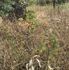 Rosa sp. at Watson, ACT - 1 Feb 2017 11:15 AM