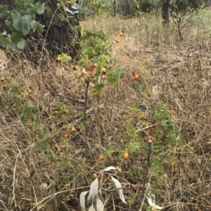 Rosa sp. at Watson, ACT - 1 Feb 2017 11:15 AM