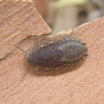 Laxta sp. (genus) (Bark cockroach) at Kambah, ACT - 1 Feb 2017 by MatthewFrawley