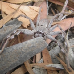 Isopeda (genus) (Huntsman Spider) at Kambah, ACT - 1 Feb 2017 by MatthewFrawley