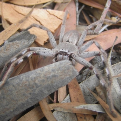 Isopeda (genus) (Huntsman Spider) at Kambah, ACT - 1 Feb 2017 by MatthewFrawley