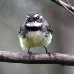 Rhipidura albiscapa (Grey Fantail) at Tennent, ACT - 21 Oct 2016 by Alison Milton