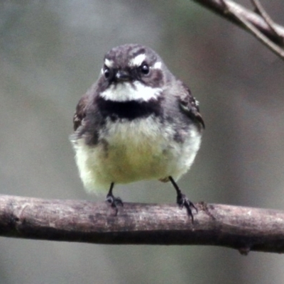 Rhipidura albiscapa (Grey Fantail) at Gigerline Nature Reserve - 21 Oct 2016 by Alison Milton
