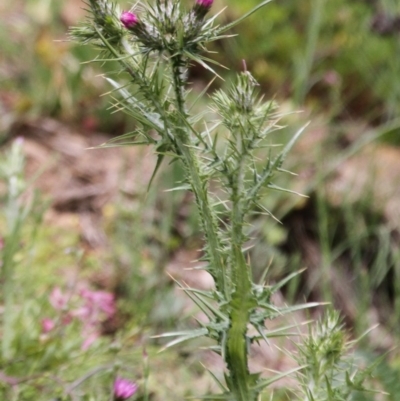 Carduus tenuiflorus (Winged Slender Thistle) at Gigerline Nature Reserve - 21 Oct 2016 by AlisonMilton