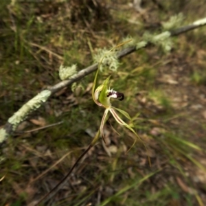 Caladenia atrovespa at Point 4081 - 29 Oct 2016