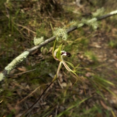 Caladenia atrovespa (Green-comb Spider Orchid) at Aranda, ACT - 29 Oct 2016 by CathB