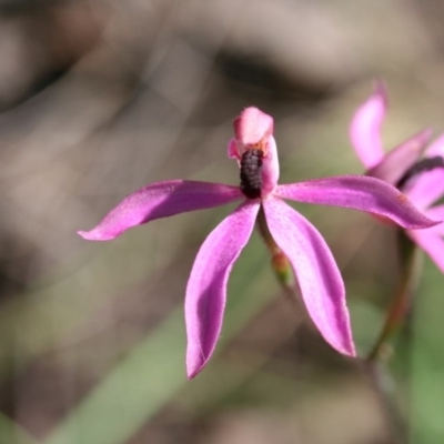 Caladenia congesta (Pink Caps) at Aranda, ACT - 5 Nov 2016 by CathB