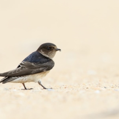 Petrochelidon nigricans (Tree Martin) at Mogareeka, NSW - 1 Feb 2017 by Leo