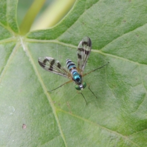 Heteropsilopus ingenuus at Pollinator-friendly garden Conder - 27 Dec 2016