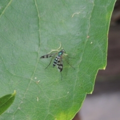 Heteropsilopus ingenuus at Pollinator-friendly garden Conder - 27 Dec 2016