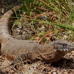 Varanus rosenbergi (Heath or Rosenberg's Monitor) at Hackett, ACT - 6 Jan 2012 by waltraud