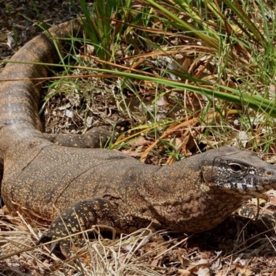 Varanus rosenbergi (Heath or Rosenberg's Monitor) at Hackett, ACT - 6 Jan 2012 by waltraud