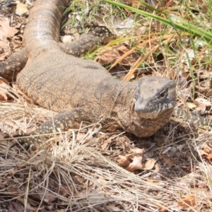 Varanus rosenbergi at Hackett, ACT - suppressed