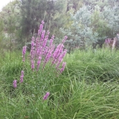 Lythrum salicaria (Purple Loosestrife) at Cotter Reserve - 1 Feb 2017 by Mike