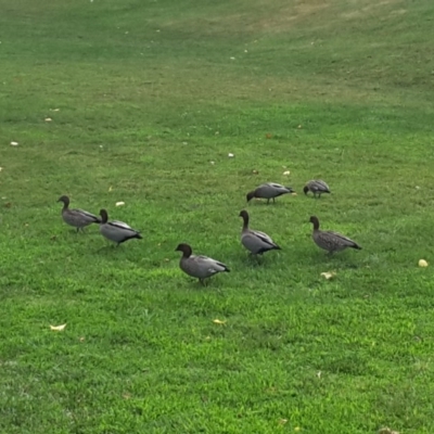 Chenonetta jubata (Australian Wood Duck) at Uriarra Village, ACT - 1 Feb 2017 by Mike