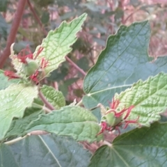 Adriana tomentosa var. tomentosa (Eastern Bitterbush) at Paddys River, ACT - 1 Feb 2017 by Mike