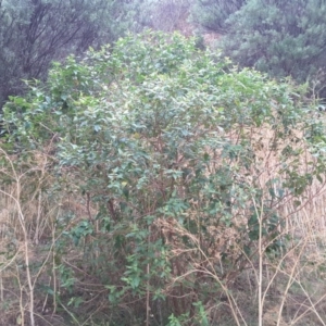 Adriana tomentosa var. tomentosa at Paddys River, ACT - 1 Feb 2017