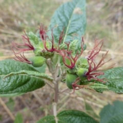 Adriana tomentosa var. tomentosa at Paddys River, ACT - 1 Feb 2017