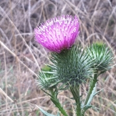 Cirsium vulgare (Spear Thistle) at Cotter Reserve - 1 Feb 2017 by Mike