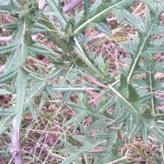 Cirsium vulgare at Paddys River, ACT - 1 Feb 2017 03:53 PM