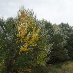 Populus alba at Paddys River, ACT - 1 Feb 2017