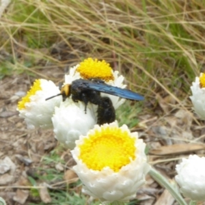 Scolia (Discolia) verticalis at Molonglo Valley, ACT - 1 Feb 2017