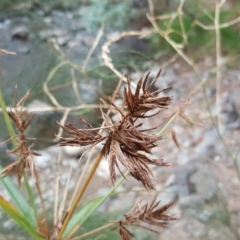 Cyperus sp. (A sedge) at Uriarra Village, ACT - 1 Feb 2017 by Mike