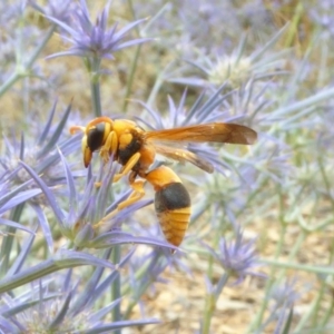 Eumeninae (subfamily) at Molonglo Valley, ACT - 1 Feb 2017