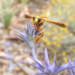 Eumeninae (subfamily) at Molonglo Valley, ACT - 1 Feb 2017