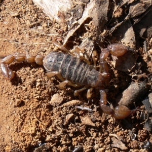 Urodacus manicatus at Bullen Range - 20 Aug 2006