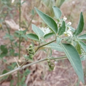 Solanum chenopodioides at Uriarra Village, ACT - 1 Feb 2017