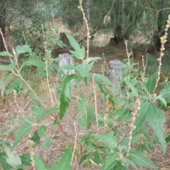 Adriana tomentosa var. tomentosa (Eastern Bitterbush) at Paddys River, ACT - 1 Feb 2017 by Mike